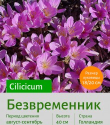  Безвременник (Colchicum) Cilicicum